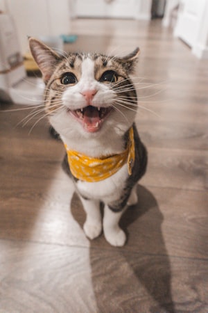 熊猫的资料简介：全面解析中国国宝的生态与保护
